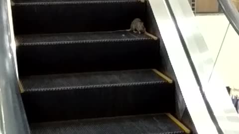 Rats on Escalator