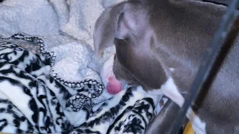 Cleaning her little Bear puppy