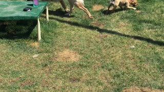 Puggle Plays With a Bigger Dog