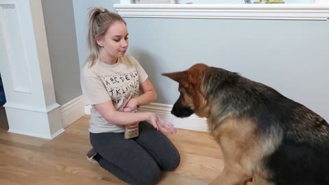 🐕 Dog Training Program – I tried to teach my dog tricks