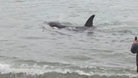 Orca encounter with diver and dog