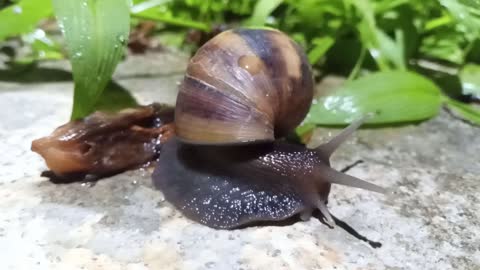 close-up of snails eating at night