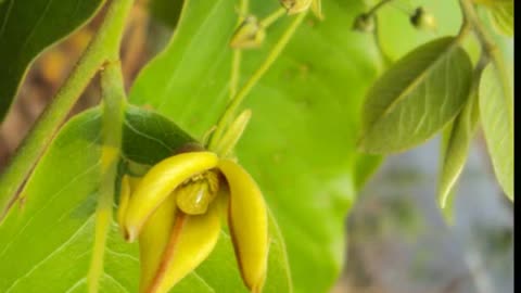 Unha de gato ( Uncaria Tomentosa ) serve para amigdalite e artrite