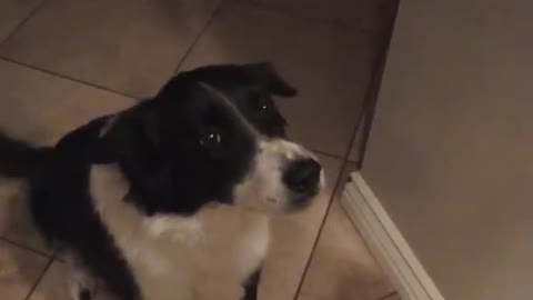 My talking border collie - learning to say hello !🤣🤣