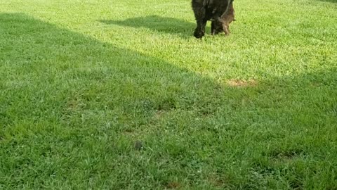 8 month old newfoundland playing with his sister