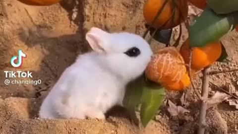 Cute baby animals Videos Compilation cute moment of the animals -part #3