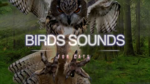 Bird Beautiful Sound