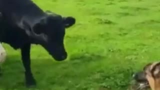 What Are These Cows Doing with The Dog