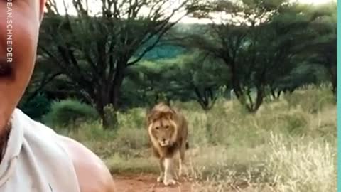 Lion king real life