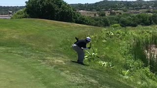 Bird attack at Golf Course