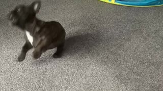 Frenchie Puppy Has So Much Fun Playing With A Balloon