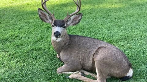 A nice looking deer lying on a grass field while looking on the camera