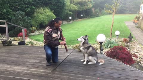 Majestic native flute totally captivates huskies