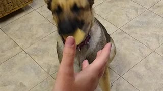 German Shepherd Cheese Challenge