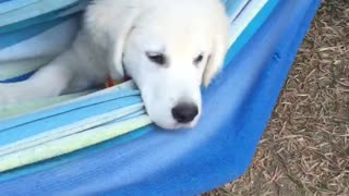 Puppy loves his hammock