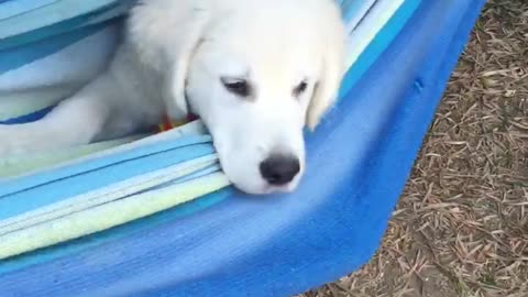 Puppy loves his hammock