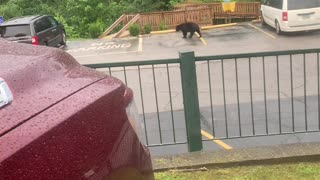 Bear walking thru parking lot.