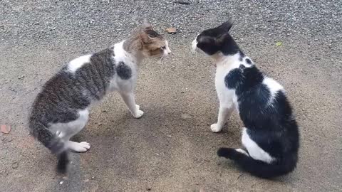 Two cats are fighting with there sound😂😂😂