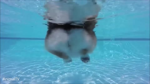 Corgi Swimming in a pool of water | Cute Dog