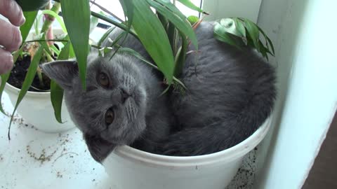 Kitten asleep in a pot