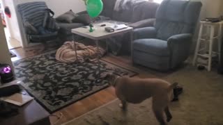 Boxer dog vs helium balloons