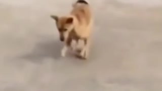 DOG DANCE !