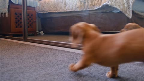 cute funny puppy playing with mirror