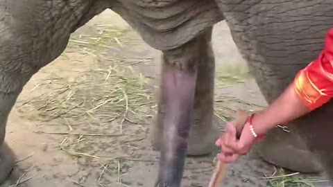 คุณชาย #anime #elephant #india #viralvideo #yearofyou #viral #ช้าง