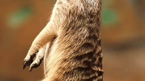 A Friendly Meerkat In The Wildlife 4K