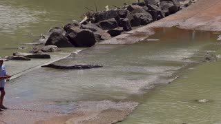 Cranky Crocs Feast on Fish