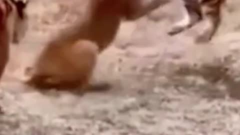 Tiger vs lion 🦁 #minivlog #animals #video #viral