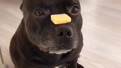 smart dog with cheese