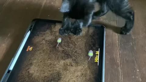 Kitten vs mouse game