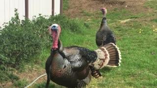 Wild turkeys talk back