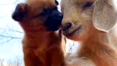 Beautiful Dog and Goat videos / funny dog video