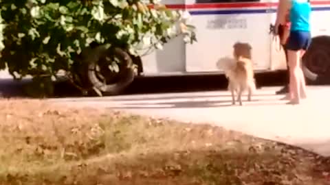 Dog waits for postal worker to bring her treats