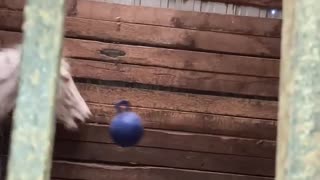 Horse Swings Ball Around Stable