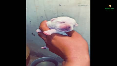 one-day old puppy