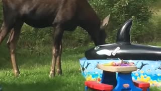 Kids Pool Party Crashed by Wild Local