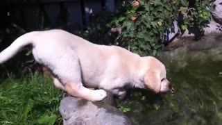 Puppy eager to swim, falls into water