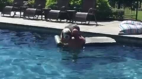 Big fluffy grey and white dog swimming in pool off of floatie