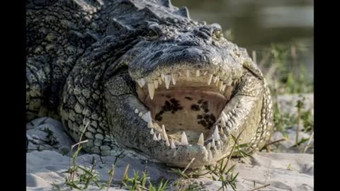 Texas Hunter Catches Legendary 'Man-Eating Dinosaur' Crocodile on Holiday - News_Cut.mp4