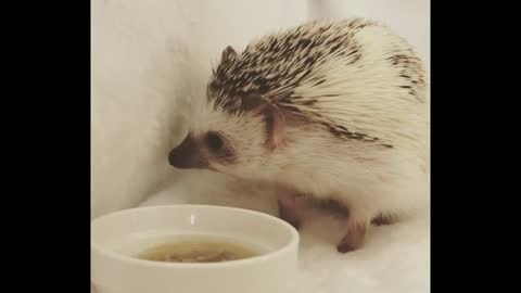 The Hedgehog when He Eats His food