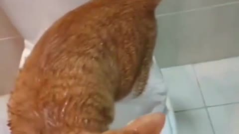 cat takes a shower