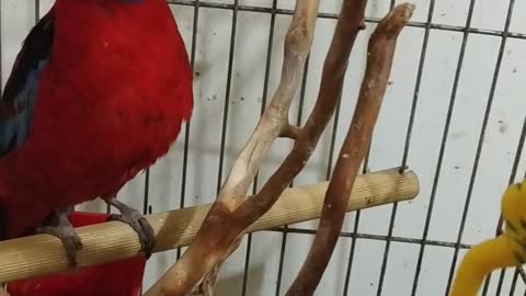 parrot rosella