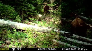 Cinnamon Bear First Visit