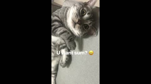 Cat has hilarious method of begging for food