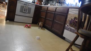 My french Bulldog puppy going crazy!