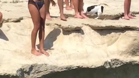 Little Jack Russel Terrier Performs Cliff Dive