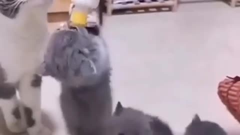 cat sucking